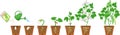 Life cycle of bean plant. Growth stages from seeding to flowering and fruiting plant with root system in flower pot Royalty Free Stock Photo